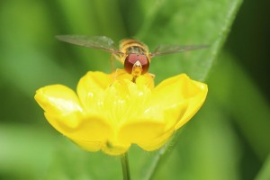 hoverfly-792337_640