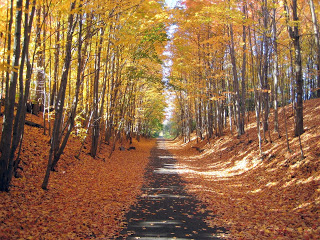 a path through a forest with fall leaves