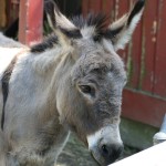 a donkey standing next to a fence