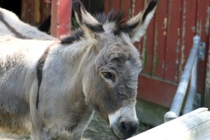 a donkey standing next to a fence