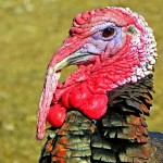a turkey with a long beak