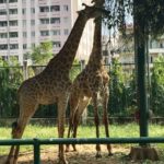 two giraffes eating from a tree