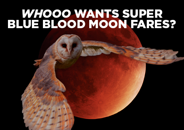 an owl flying in front of a red moon