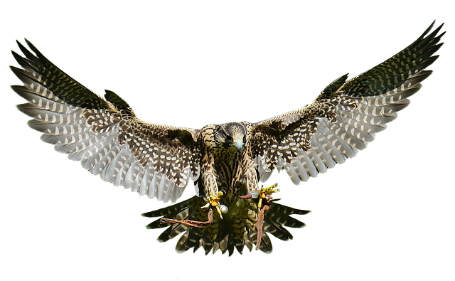a bird flying with wings spread