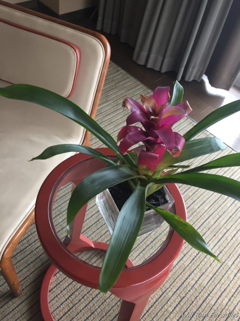 a plant on a table