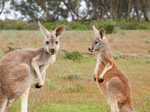 two kangaroos standing in a field