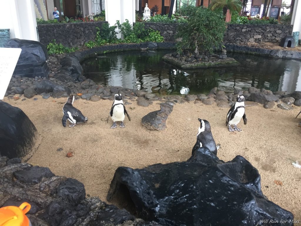 a group of penguins in a sand area