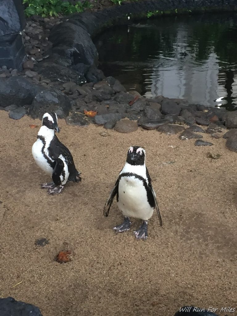 two penguins standing on the sand