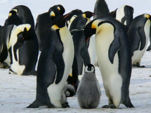a group of penguins standing in the snow