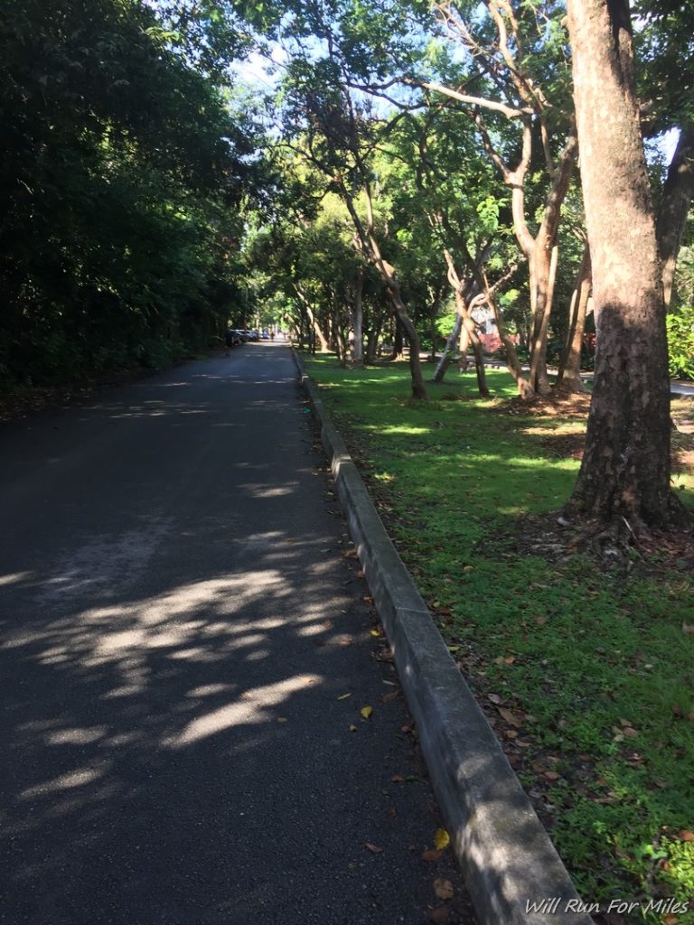 a road with grass and trees