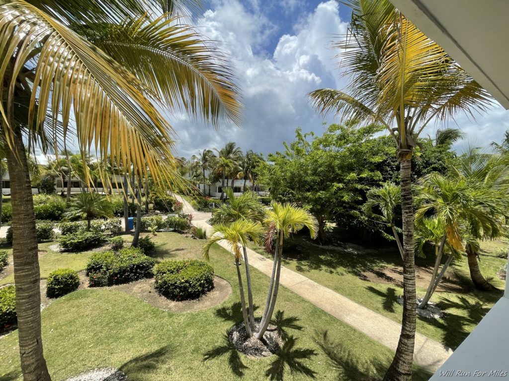 a palm trees and bushes in a yard
