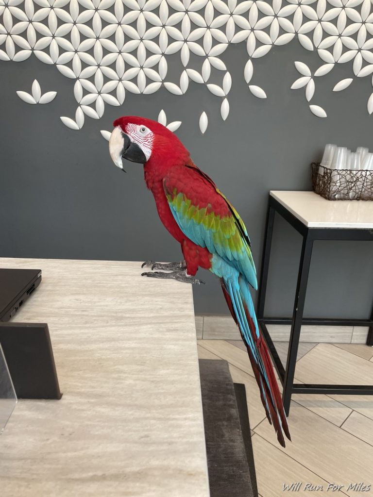 a parrot standing on a table