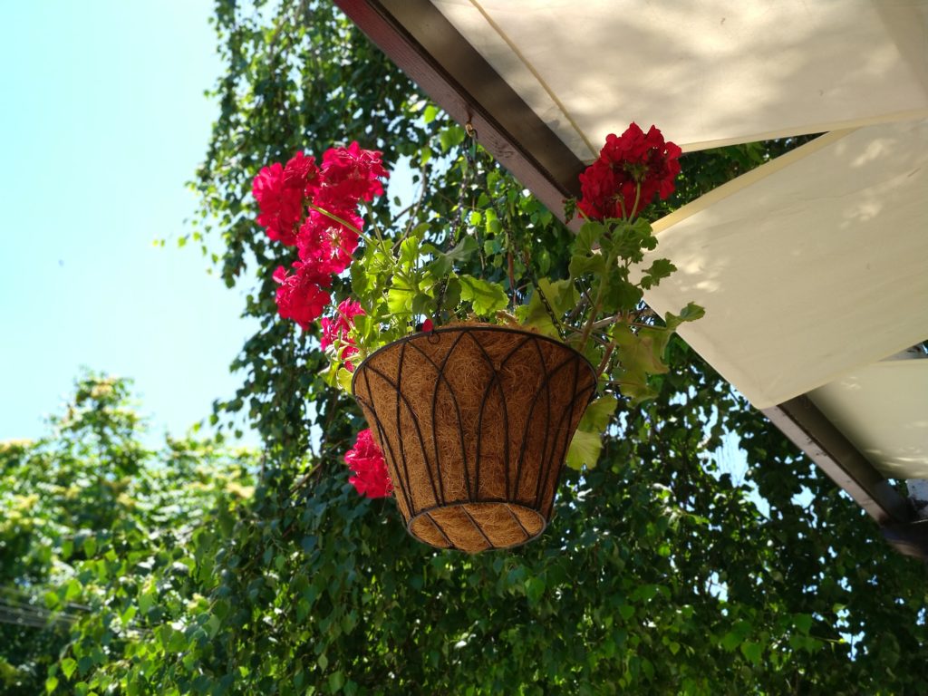 a planter with red flowers from a roof