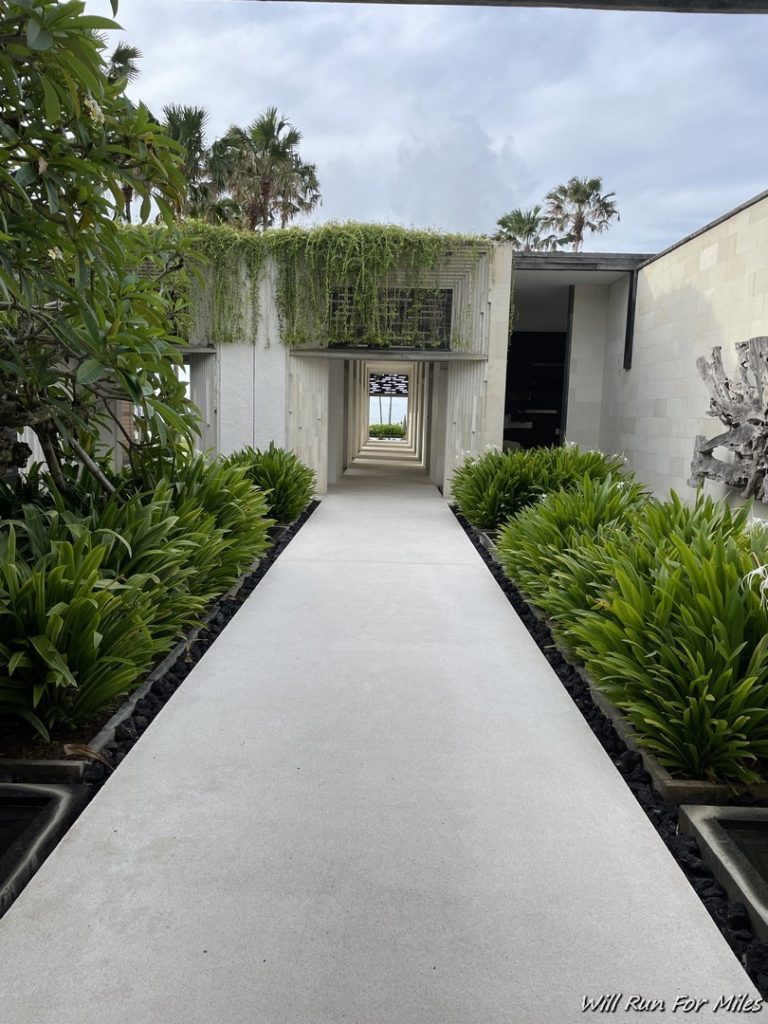 a walkway with plants and trees