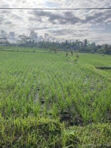 a field of rice with trees and clouds in the sky