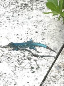 a blue lizard on a concrete surface
