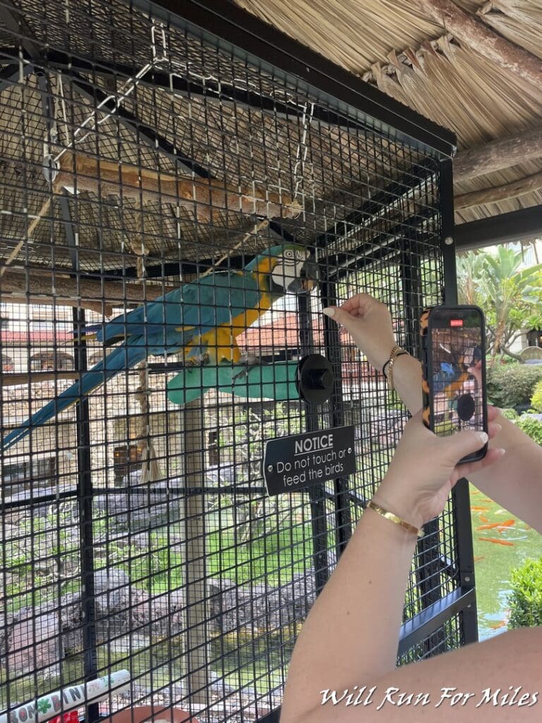 a person taking a picture of a parrot in a cage