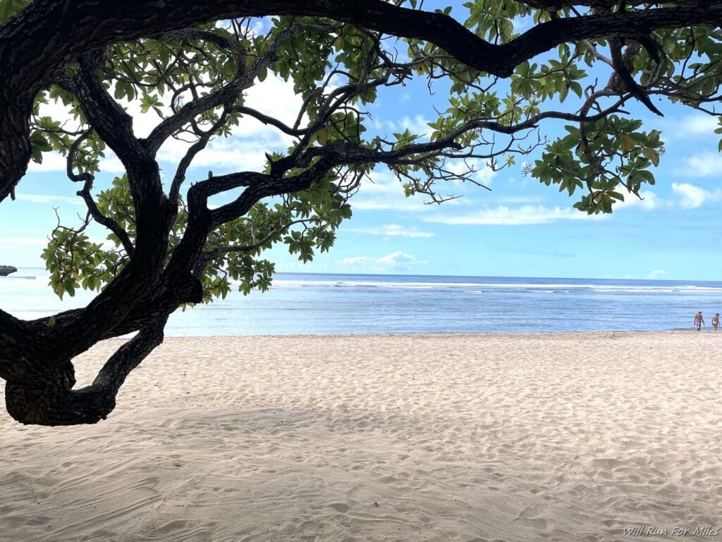 a tree on a beach