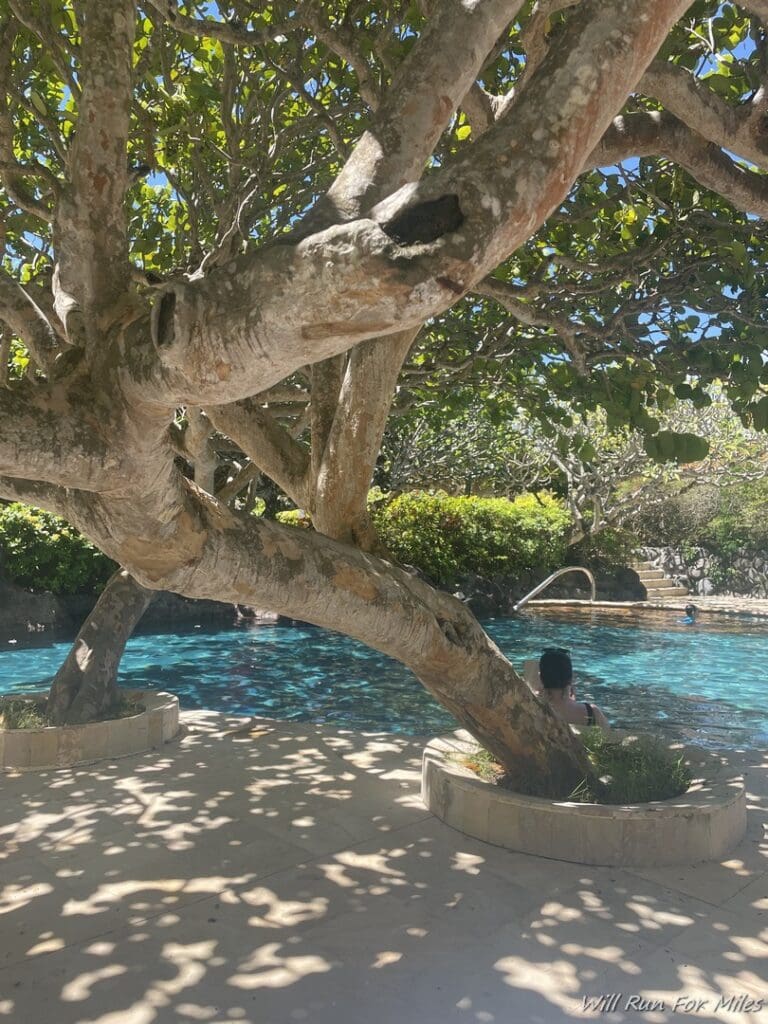 a tree next to a pool